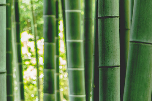 Why Bamboo Clothing is the Future of Sustainable Fashion