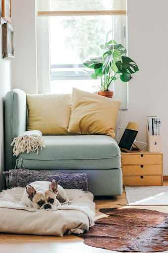 Super Convenient Home Improvements That Will Make Living With Dogs More Enjoyable